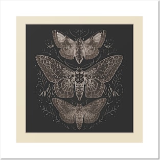 Three Moths Posters and Art